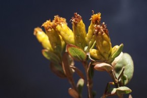 Calea diamantinensis.(Imagem: Arquivo Pessoal.)