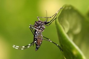 Aedes Aegypti(Imagem:Divulgação)