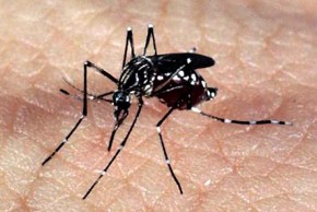 Procon discute uso de inseticidas no combate ao mosquito Aedes aegypti.(Imagem:Divulgação)