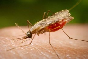 Com redução de 28% no país, PI não tem casos de malária no 1º trimestre de 2019.(Imagem:Divulgação)