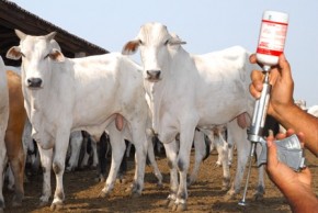 Adapi dá início a vacinação contra Febre Aftosa e encerra dia 31.(Imagem:Divulgação)