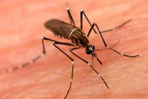 Aedes aegypti(Imagem:Divulgação)
