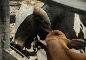 Vacinação contra febre aftosa.(Imagem:Kalberto Rodrigues)