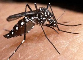 Aedes aegypti, mosquito da dengue.(Imagem:Divulgação)