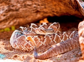 Cobra da espécie cascavel(Imagem:Divulgação)