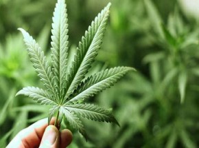 Cannabis sativa, vulgarmente conhecida como maconha.(Imagem:Cidadeverde.com)