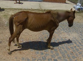 Cavalo é abandonado com profundo corte no pescoço e revolta moradores.(Imagem:Cidade Verde)