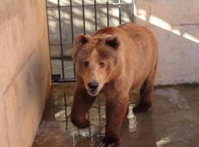 Com mais de 3 mil assinaturas, petição pede transferência de ursa do Zoobotânico.(Imagem:Cidadeverde.com)