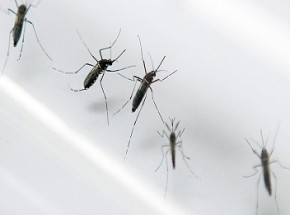 Saiba mais sobre o vírus Mayaro, transmitido pelo Aedes Aegypti.(Imagem:Cidadeverde.com)