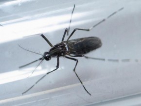Mosquito aedes aegypti, vetor de doenças como dengue, febre amarela, chikungunya e zika.(Imagem:Daniel Becerril/Reuters)