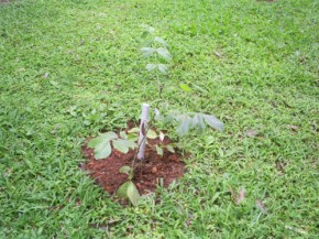 Plante uma árvore e contribua com o meio ambiente(Imagem:Arquivo F N)
