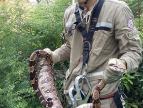 Jiboia foi levada pelos bombeiros para o Ibama.(Imagem:Thiago Arcanjo)