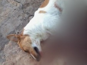 Cachorro foi atingido com facada no pescoço.(Imagem:Arquivo Pessoal/Francisca Dora)