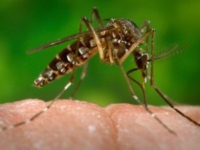 Aedes aegypti, transmite dengue e chikungunya.(Imagem:CDC-GATHANY/PHANIE/AFP)