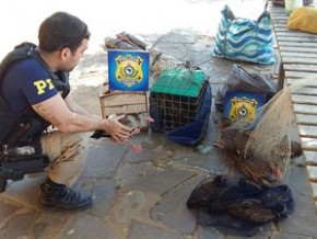 Aves apreendidas durante fiscalização de rotina no litoral do Piauí.(Imagem:Divulgação/PRF)