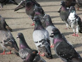 Pombos podem transmitir doenças(Imagem:Divulgação)