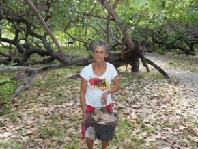 Dona Maria Martins, 72 anos, recolhe frutos da árvore.(Imagem:Gilcilene Araújo/G1)