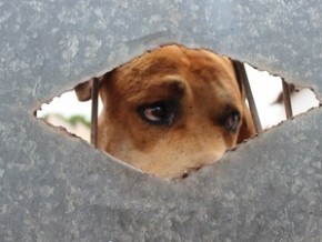 Animais foram abandonados pela dona e ficaram sem cuidados.(Imagem: Gustavo Almeida/G1)