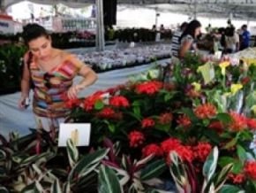 2° Festival de Flores de Holambra.(Imagem:Divulgação)