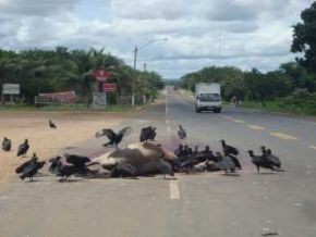 Animal morto, vítima de atropelamento(Imagem:Agente190)