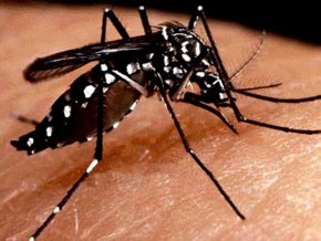 Número de casos de dengue no Piauí reduz 68% em 2016, diz Sesapi(Imagem:Divulgação)