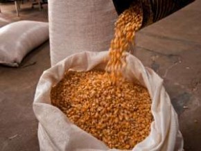 Criadores reclamam da irregularidade no fornecimento de milho pela Conab.(Imagem:Divulgação)