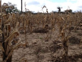 Plantação de milho na safra de inverno.(Imagem:Henrique Mendes / G1)