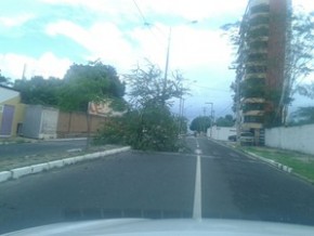Árvore caiu com o vento forte na Zona Leste de Teresina.(Imagem:Renan Morais/GE)