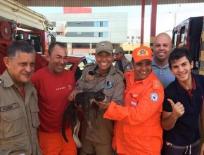 Gata fica presa em motor de carro e é salva por bombeiros em Teresina.(Imagem:Jammyr Monteiro)