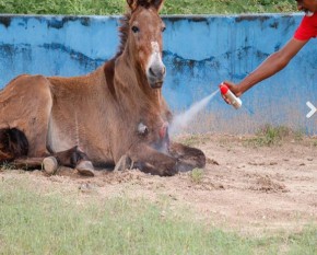 Cavalo esfaqueado comove moradores no Grande Dirceu.(Imagem:Cidadeverde.com)