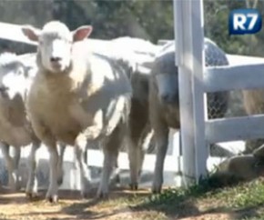 Segundo Gui, ovelhas poderiam estar na novela.(Imagem:Reprodução/ Rede Record )