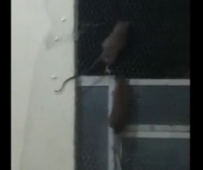 Delegados denunciam presença de ratos na Central de Flagrantes.(Imagem:Divulgação)