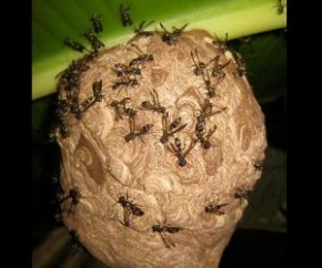 Espécie de vespa do Cerrado guarda o segredo da destruição das Superbactérias.(Imagem:Cidadeverde.com)