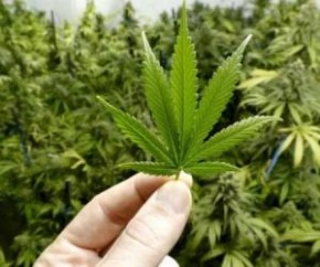 Piauí pode ser o 1º estado do país a plantar maconha para produzir canabidiol.(Imagem:CidadeVerde.com)