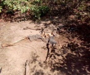 Carvoeiros encontram ossada humana em matagal em Batalha.(Imagem:Portalr10)