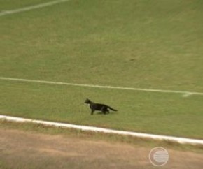 Gato preto invade campo e... Flamengo-PI quebra invencibilidade do River-PI.(Imagem:TV Clube)