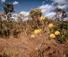 Manifesto de 40 entidades alerta para risco de destruição do cerrado e cita Matopiba(Imagem:Cidadeverde.com)