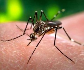USP desenvolve teste que identifica vírus da zika com maior precisão.(Imagem:Divulgação)