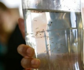 Saúde reforça alerta após aumento nos casos de Chikungunya no Piauí.(Imagem:Fabio Rodrigues Pozzebom)