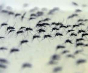 BH receberá projeto que introduz a bactéria no mosquito Aedes aegypti.(Imagem:Divulgação)