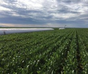 Conab prevê aumento da área plantada de grãos no Piauí para safra 19/20.(Imagem:Cidadeverde.com)