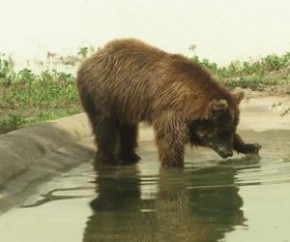 Secretário aceita transferir ursa e polêmica deve chegar ao fim.(Imagem:Cidadeverde.com)
