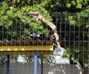 Cobra é capturada por Policiais Rodoviários Federais em Teresina.(Imagem:NUCOM / PRF / PI)