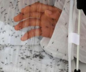 Casos de morte por dengue aumentam 5 vezes em relação a 2018.(Imagem:Divulgação)