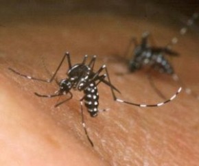 Aedes aegypti(Imagem:Divulgação)