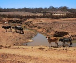 Sobe para 48 os municípios em situação de emergência por seca no Piauí.(Imagem:CidadeVerde.com)