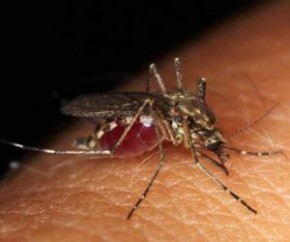 Vírus da Zika agora também pode infectar tecidos cerebrais.(Imagem:Divulgação)