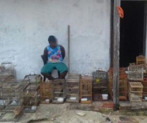 PM apreende 34 pássaros e duas pessoas são presas em flagrante.(Imagem:Cidadeverde.com)