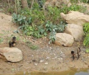 Lagoa dos primatas seca e macacos fogem do Zoobotânico.(Imagem:Cidadeverde.com)