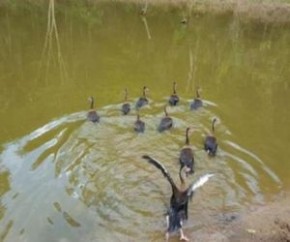 Zoobotânico receberá animais silvestres resgatados de cativeiro em operação no Piauí.(Imagem:Cidadeverde.com)